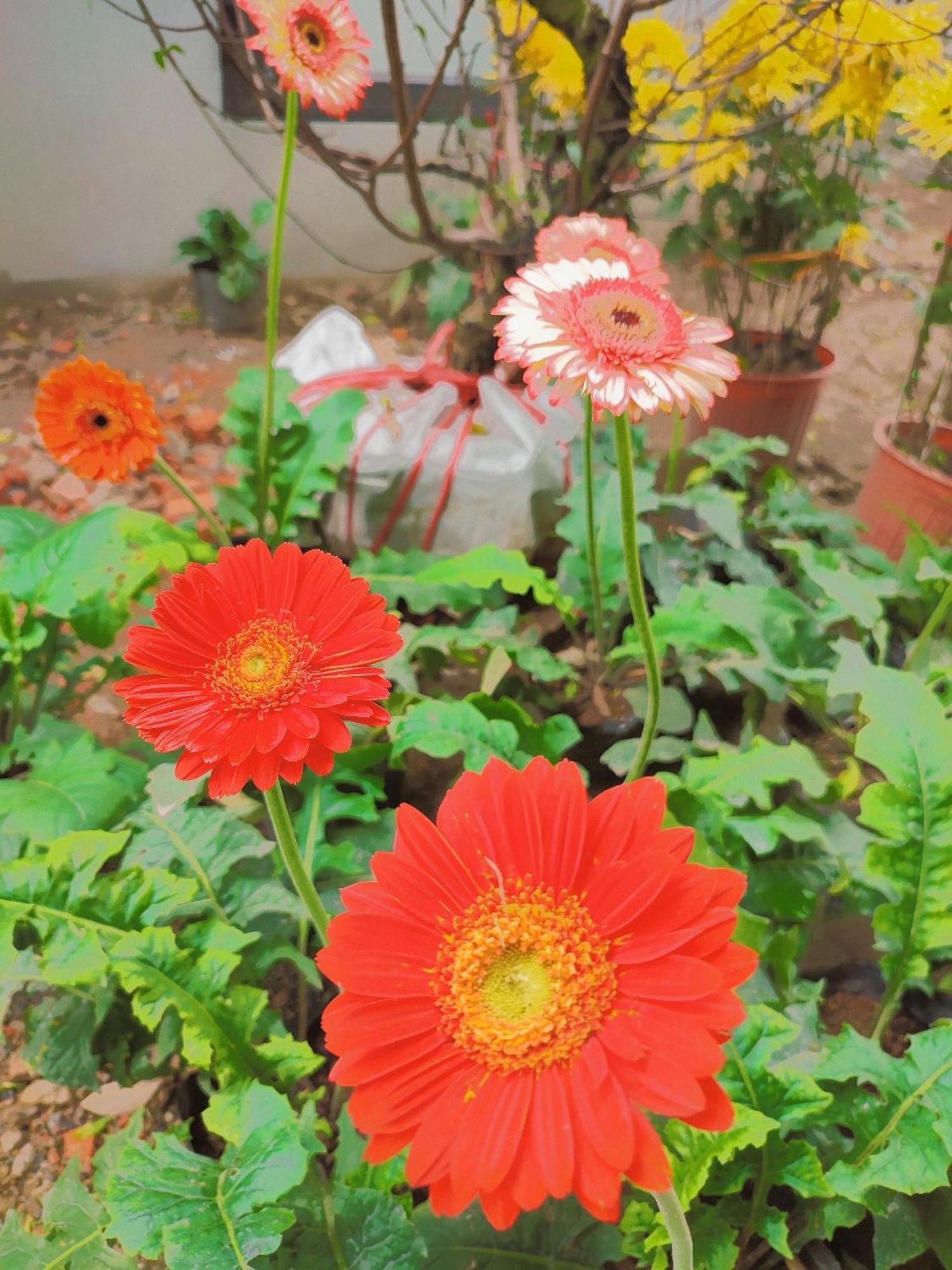 Trang An Natural Mountainside Homestay Ninh Binh Zewnętrze zdjęcie