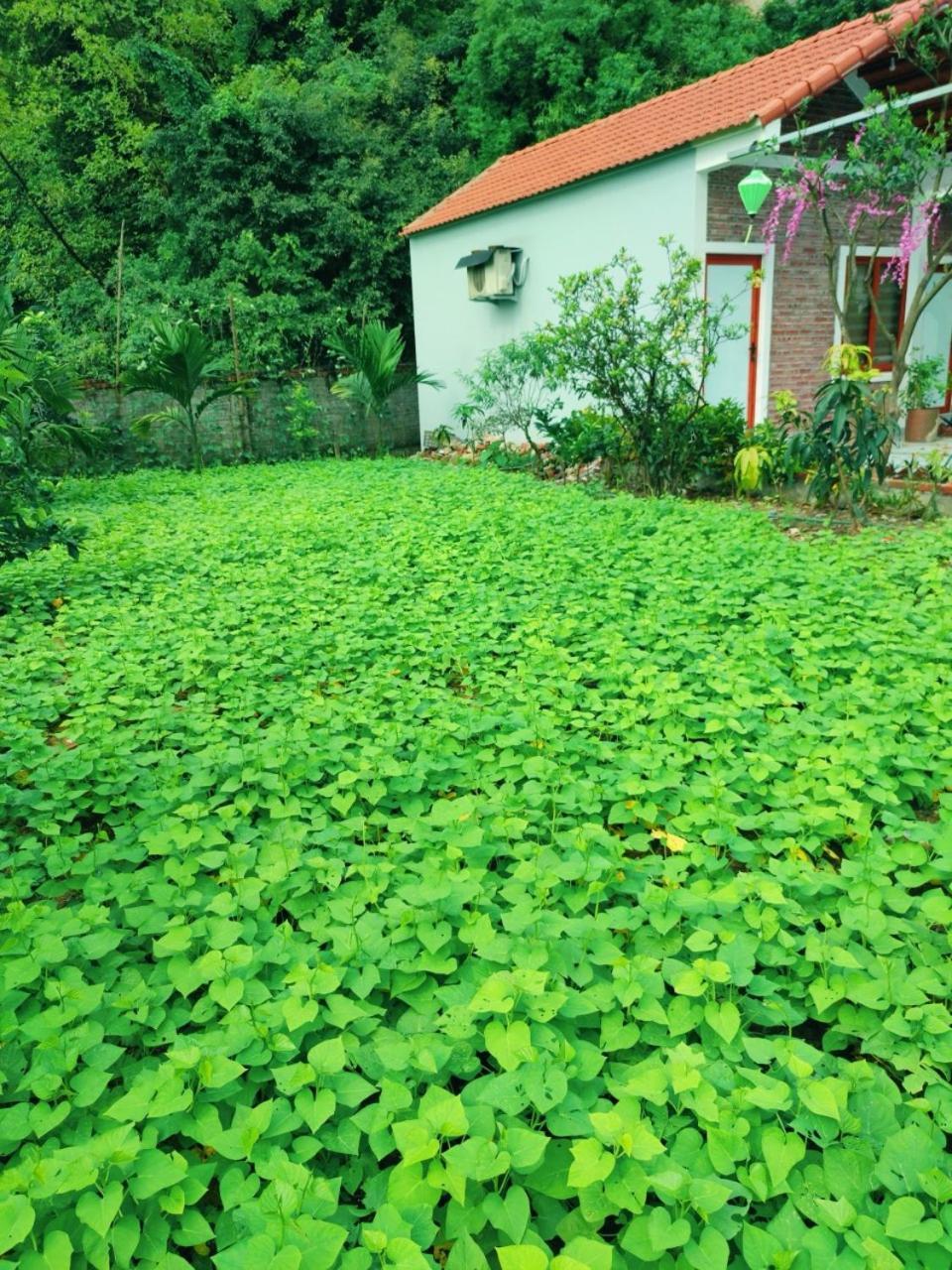 Trang An Natural Mountainside Homestay Ninh Binh Zewnętrze zdjęcie